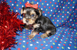 Ronnie AKC Registered Yorkie Yorkshire Terrier Black And Gold Born 1-11-2026 Click Here For More Info