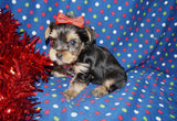 Ronnie AKC Registered Yorkie Yorkshire Terrier Black And Gold Born 1-11-2026 Click Here For More Info