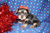 Ronnie AKC Registered Yorkie Yorkshire Terrier Black And Gold Born 1-11-2026 Click Here For More Info