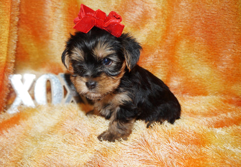 Austin AKC Registered Yorkie Yorkshire Terrier Black And Gold Born 1-11-2026 Click Here For More Info