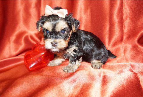 Charlie AKC Registered Yorkie Yorkshire Terrier Black And Gold Born 1-11-2026 Click Here For More Info