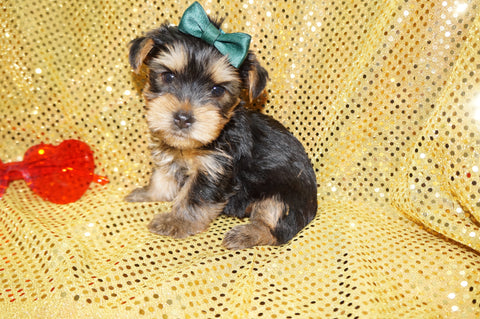 Nate AKC Registered Yorkie Yorkshire Terrier Black And Gold Born 1-11-2026 Click Here For More Info