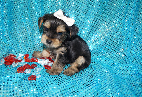 Kurby AKC Registered Yorkie Yorkshire Terrier Black And Gold Born 1-11-2026 Click Here For More Info