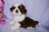 Molly AKC Registered Shih Tzu Shihtzu Female Gold And White Born 12-23-2025 Click Here For More Info