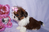 Molly AKC Registered Shih Tzu Shihtzu Female Gold And White Born 12-23-2025 Click Here For More Info