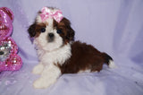Molly AKC Registered Shih Tzu Shihtzu Female Gold And White Born 12-23-2025 Click Here For More Info