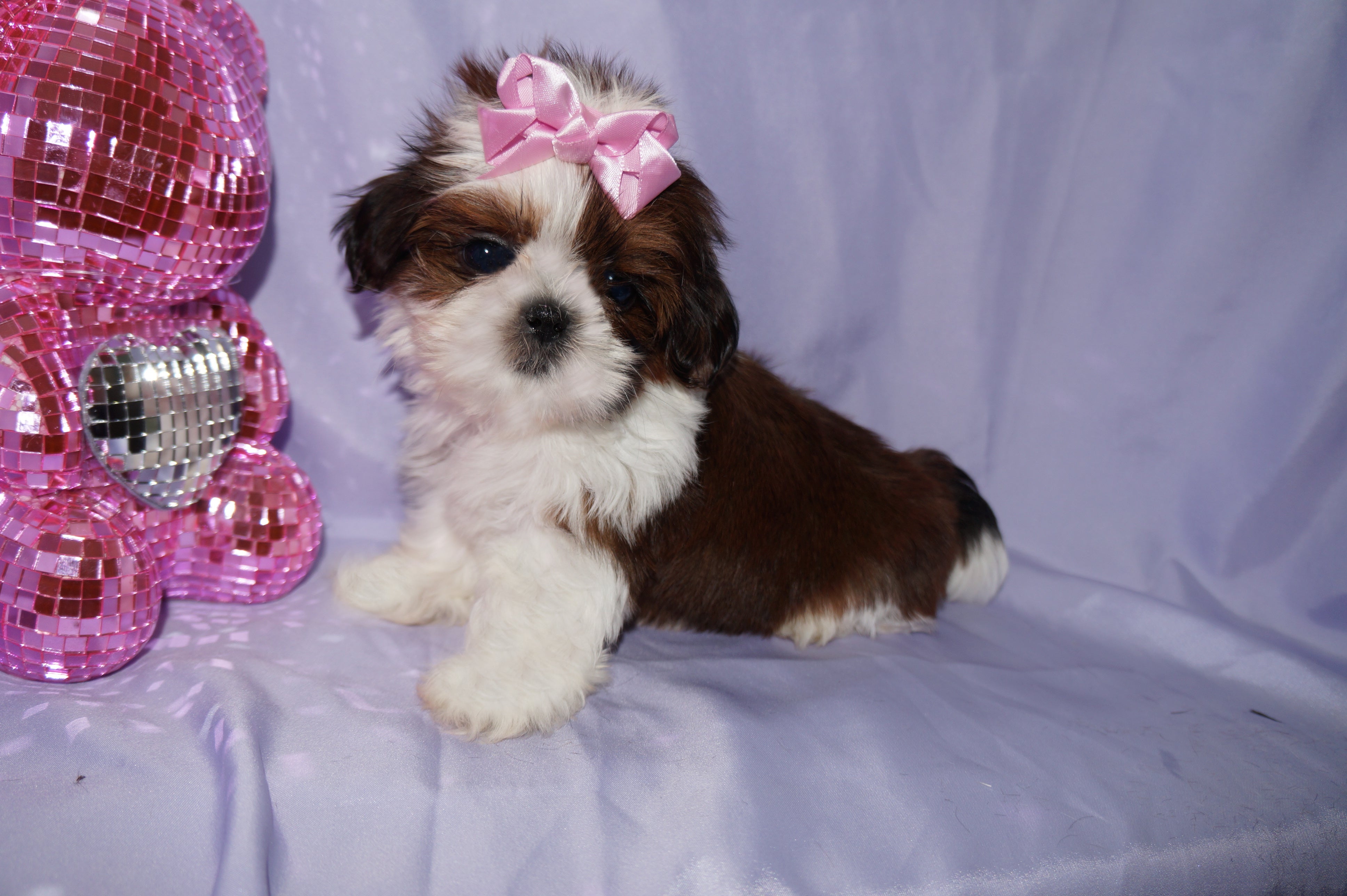 Molly AKC Registered Shih Tzu Shihtzu Female Gold And White Born 12-23-2025 Click Here For More Info