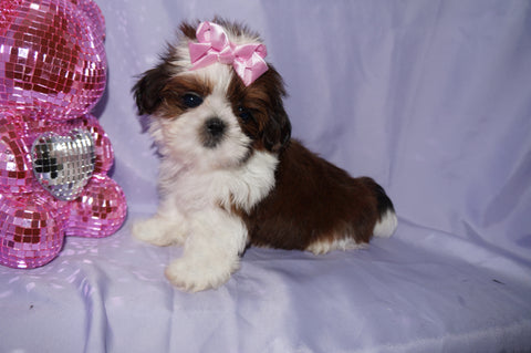 Molly AKC Registered Shih Tzu Shihtzu Female Gold And White Born 12-23-2025 Click Here For More Info