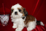 Bobby AKC Registered Shih Tzu Shihtzu Male Gold And White Born 12-23-2025 Click Here For More Info