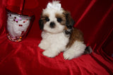 Bobby AKC Registered Shih Tzu Shihtzu Male Gold And White Born 12-23-2025 Click Here For More Info