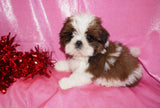 Josie AKC Registered Shih Tzu Shihtzu Female Gold And White Born 12-23-2025 Click Here Fore More Info