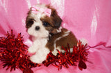 Josie AKC Registered Shih Tzu Shihtzu Female Gold And White Born 12-23-2025 Click Here Fore More Info