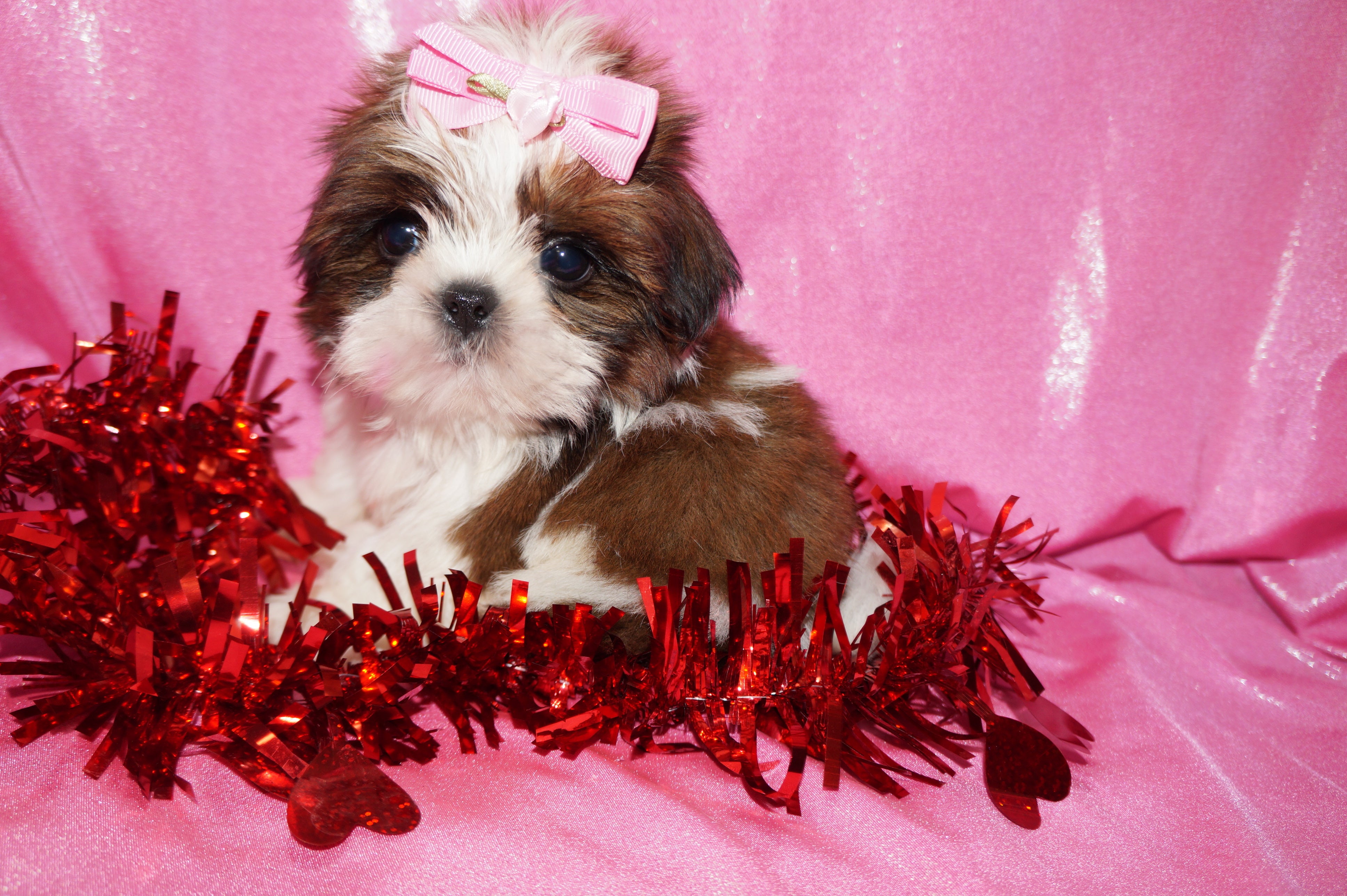 Josie AKC Registered Shih Tzu Shihtzu Female Gold And White Born 12-23-2025 Click Here Fore More Info