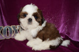 Dulce AKC Registered Shih Tzu Shihtzu Female Gold And White Born 12-23-2025 Click Here For More Info