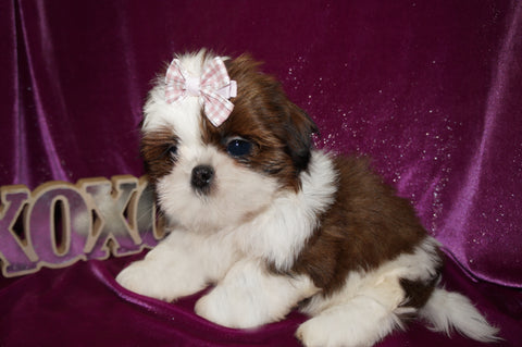 Dulce AKC Registered Shih Tzu Shihtzu Female Gold And White Born 12-23-2025 Click Here For More Info