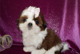 Dulce AKC Registered Shih Tzu Shihtzu Female Gold And White Born 12-23-2025 Click Here For More Info
