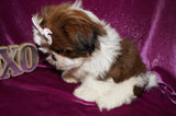 Dulce AKC Registered Shih Tzu Shihtzu Female Gold And White Born 12-23-2025 Click Here For More Info