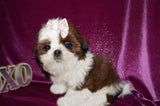 Dulce AKC Registered Shih Tzu Shihtzu Female Gold And White Born 12-23-2025 Click Here For More Info