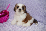 Tori AKC Registered Shih tzu Shihtzu Female Gold And White Born 12-23-2025 Click Here For More Info