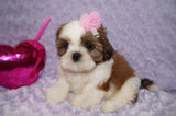 Tori AKC Registered Shih tzu Shihtzu Female Gold And White Born 12-23-2025 Click Here For More Info