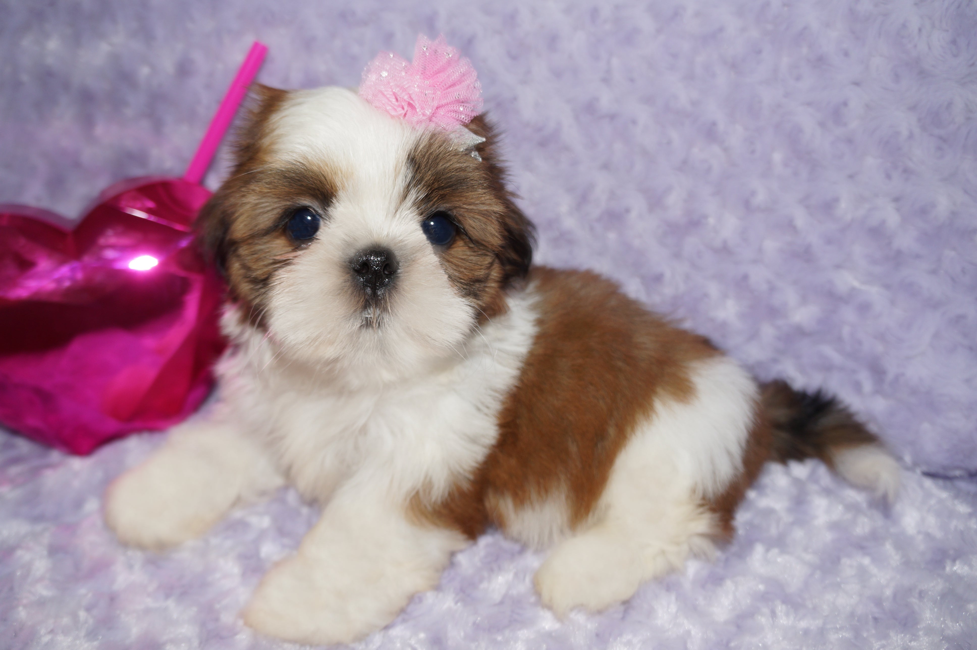 Tori AKC Registered Shih tzu Shihtzu Female Gold And White Born 12-23-2025 Click Here For More Info