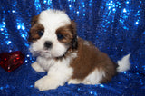 Waffles AKC Registered Shih Tzu Shihtzu Male Gold And White Born 12-23-2025 Click Here For More Info