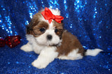 Waffles AKC Registered Shih Tzu Shihtzu Male Gold And White Born 12-23-2025 Click Here For More Info