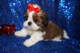 Waffles AKC Registered Shih Tzu Shihtzu Male Gold And White Born 12-23-2025 Click Here For More Info