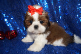 Waffles AKC Registered Shih Tzu Shihtzu Male Gold And White Born 12-23-2025 Click Here For More Info