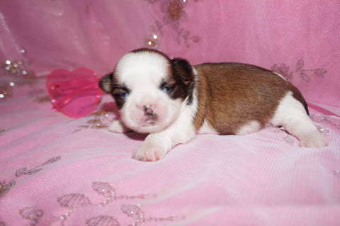 Tulip AKC Registered Shih Tzu Shihtzu Female Gold And White Born 2-7-2026 Click Here For More Info