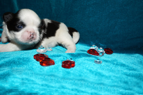 Thumper AKC Registered Shih Tzu Male Black And White Born  2-7-2026 Click Here For More Info