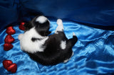 Fisher AKC Registered Shih Tzu Shihtzu Male Black And White Born 2-7-2026 Click Here For More Info