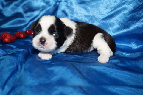 Fisher AKC Registered Shih Tzu Shihtzu Male Black And White Born 2-7-2026 Click Here For More Info