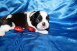 Fisher AKC Registered Shih Tzu Shihtzu Male Black And White Born 2-7-2026 Click Here For More Info