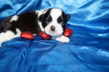 Fisher AKC Registered Shih Tzu Shihtzu Male Black And White Born 2-7-2026 Click Here For More Info