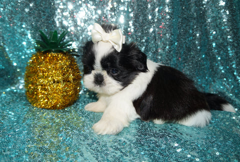 Fisher AKC Registered Shih Tzu Shihtzu Male Black And White Born 2-7-2026 Click Here For More Info