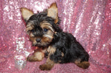 Yorkie Puppies