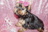 Yorkie Puppies