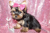 Yorkie Puppies