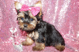 Katie Yorkshire Terrier Yorkie Female Born 6-15-2023 Click Here Fr More Info