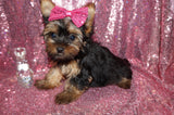 Yorkie Puppies
