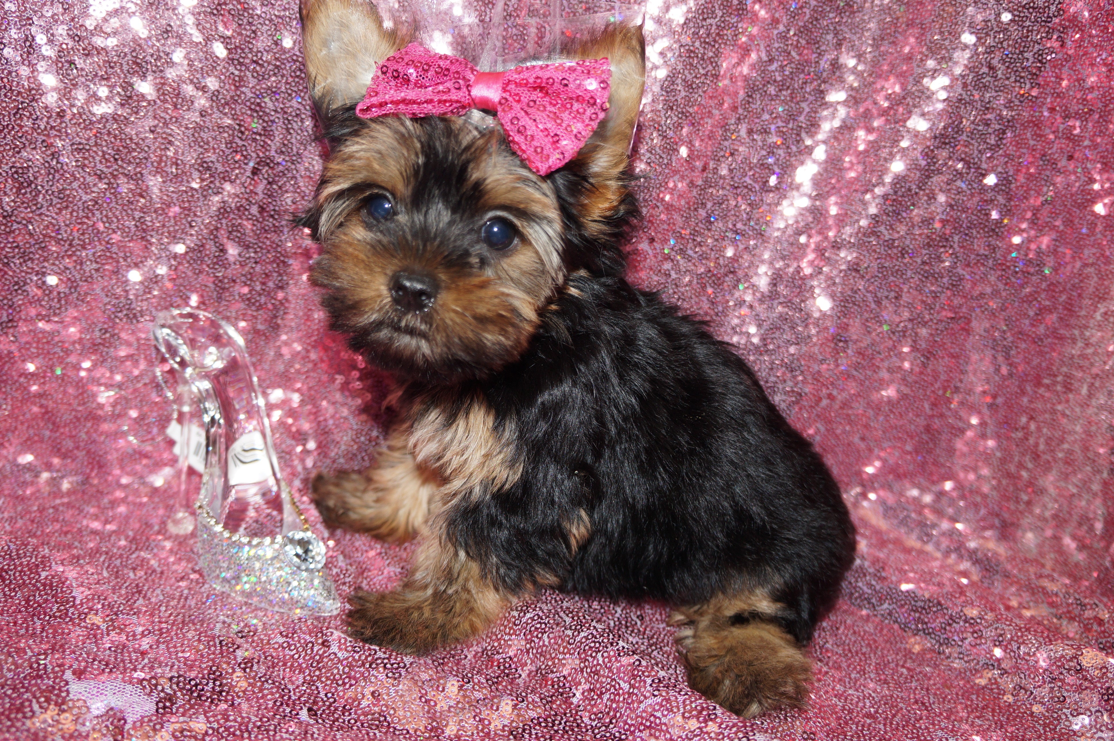 Katie Yorkshire Terrier Yorkie Female Born 6-15-2023 Click Here Fr More Info