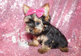 Yorkie Puppies
