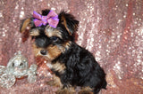 Minnie Yorkshire Terrier Yorkie Female Born 6-15-2023 Click Here Fr More Info