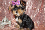 Minnie Yorkshire Terrier Yorkie Female Born 6-15-2023 Click Here Fr More Info