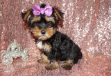 Minnie Yorkshire Terrier Yorkie Female Born 6-15-2023 Click Here Fr More Info