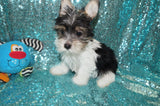 ON SALE THIS WEEK ONLY!! Danny Yorkshire Terrier Yorkie Male Parti Born 6-26-23 Click Here For More Info