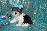 ON SALE THIS WEEK ONLY!! Danny Yorkshire Terrier Yorkie Male Parti Born 6-26-23 Click Here For More Info