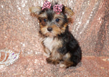 SOLD!! Bella Yorkshire Terrier Yorkie Black And Gold Female Born 6-25-2023 READY NOW! Click This Line for more