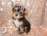 SOLD!! Bella Yorkshire Terrier Yorkie Black And Gold Female Born 6-25-2023 READY NOW! Click This Line for more